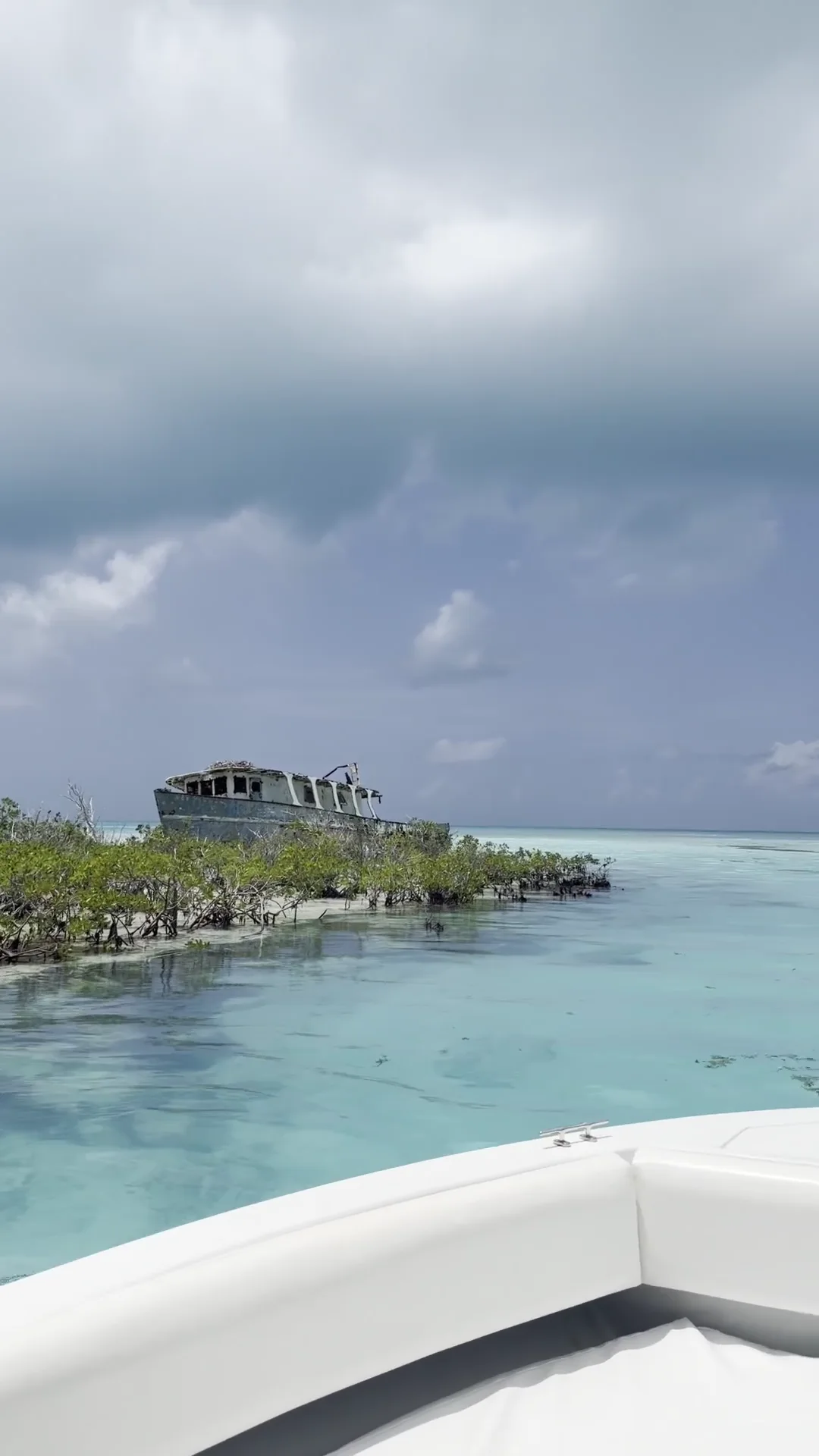 A mangrove island seen from the water