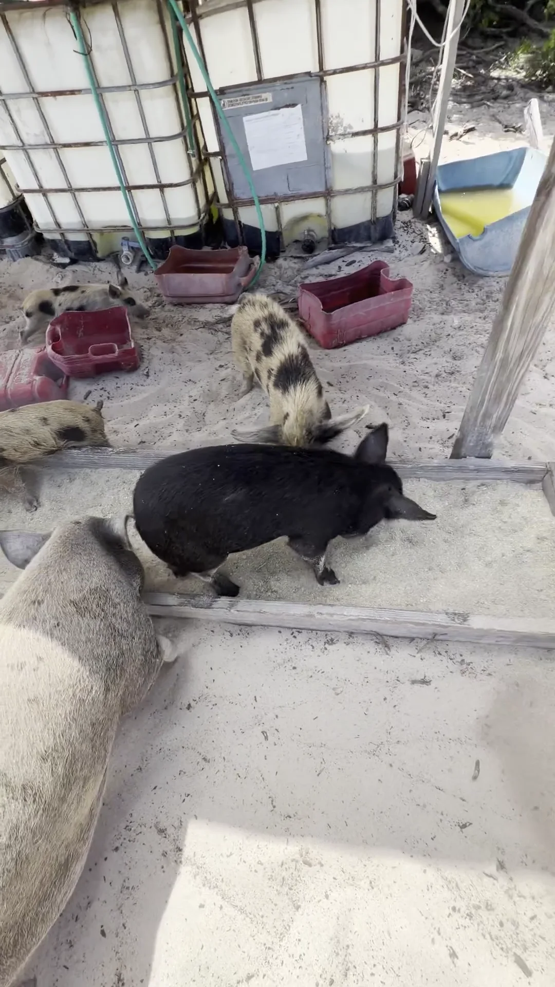 Meeting the swimming pigs on the beach