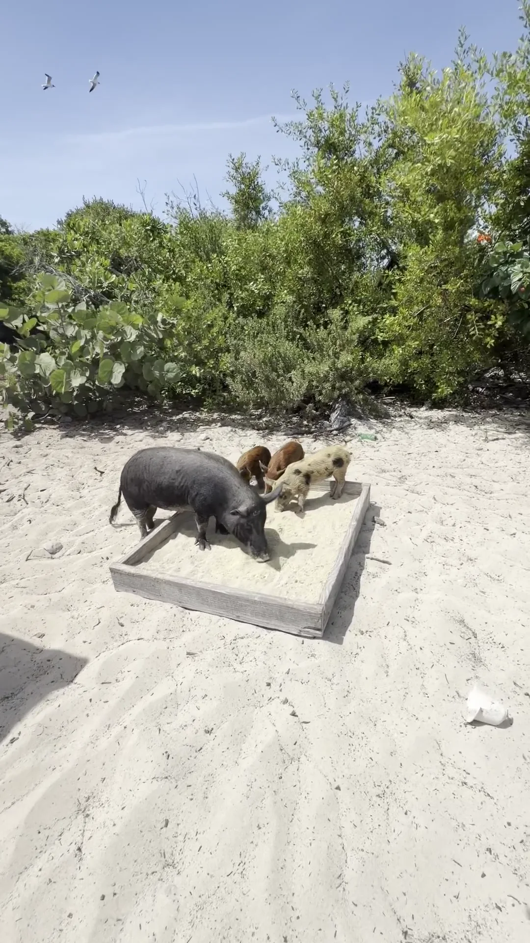 Pigs on the sand at the sandbar
