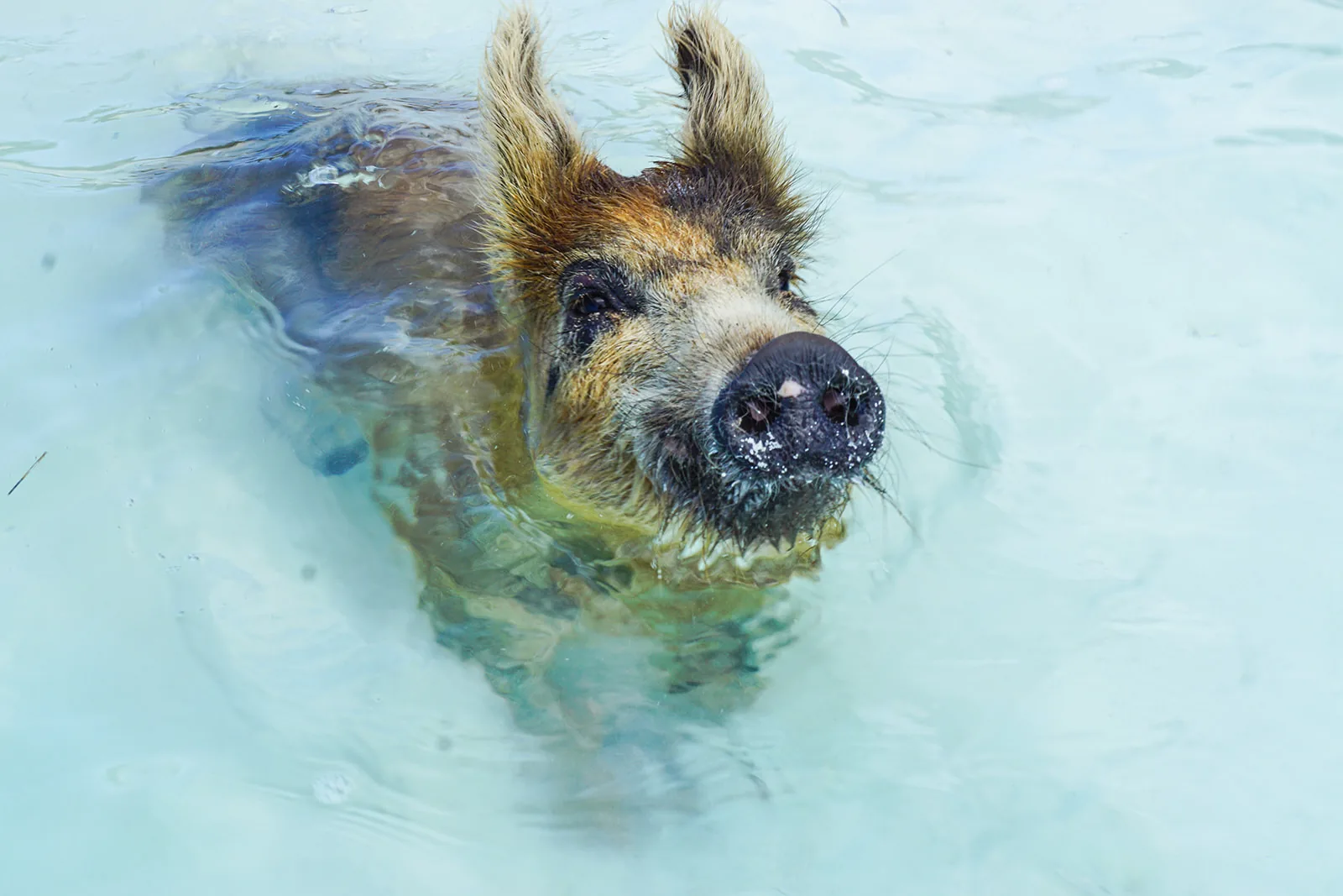 A pig swimming out in the bay