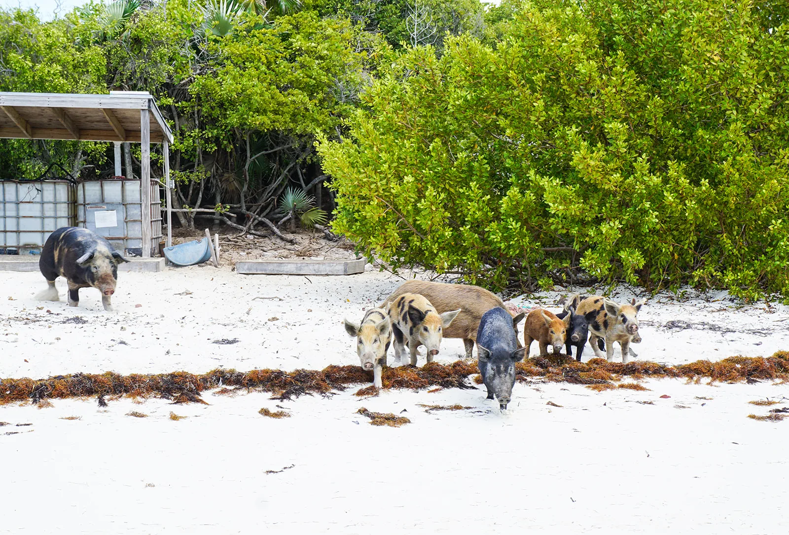 The famous swimming pigs on the sand
